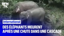 Six éléphants et un veau sont morts après être tombés dans une cascade en Thaïlande