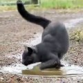 Ce chat éprouve une grande faiblesse pour les flaques d'eau... Plutot rare pour un félin