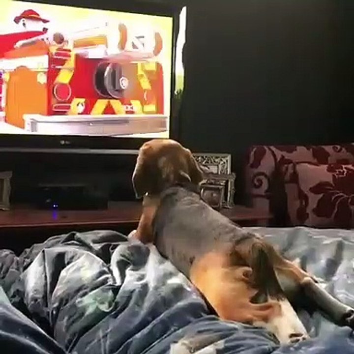 Ce chien regarde son dessin animé favori... He oui un Toutou complètement geek