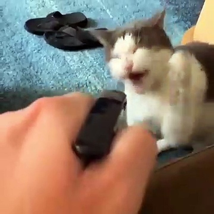 Ce chat peut boire durant des heures à l'aide de ce spray. Amusant !