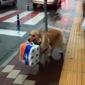 Çanakkale'de poşet taşımaya yardım eden köpek gündem oldu