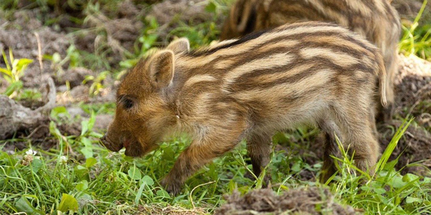 Graban por primera vez cómo los jabalíes aprenden a utilizar herramientas