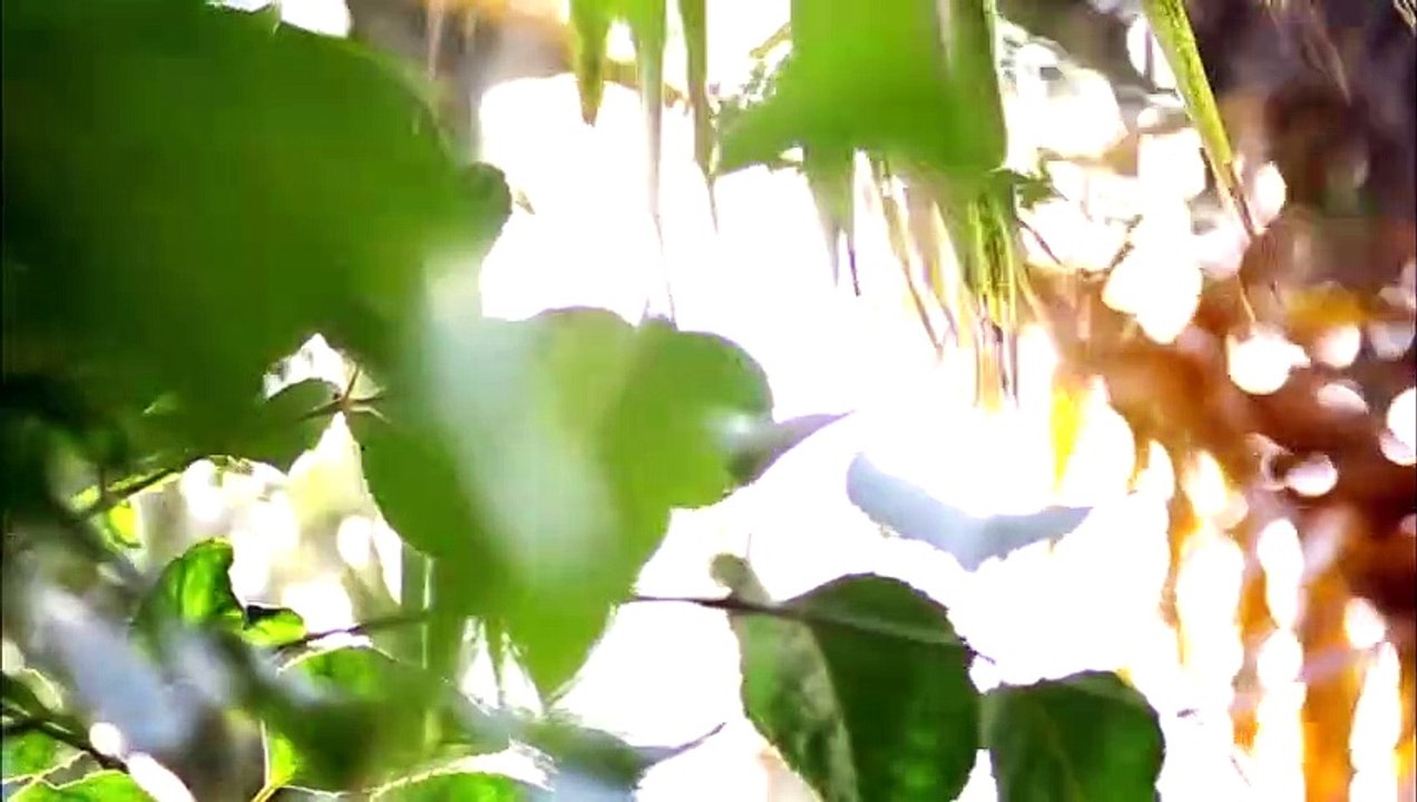 قلبي يختار الحلقة 6