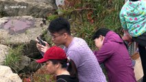 Hundreds of people line the Ganaraska River as thousands of salmon attempt to jump up dam to begin migration