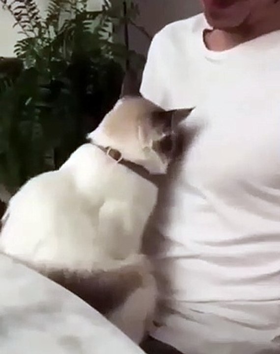 Magnifique complicité entre un chat et son maître à qui il demande plus d'affections !