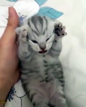 Ce chaton frustré est très très en colère. Sa réaction va vous faire rire aux éclats