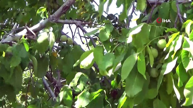 - Teröre ait izlerin silindiği köylere geri dönüş- Huzur ve güvenin sağlanmasıyla köylerine dönen vatandaşlar, devletten destek alarak meyveciliğe ağırlık verdi