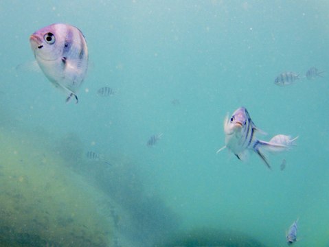 Todo sobre los peces