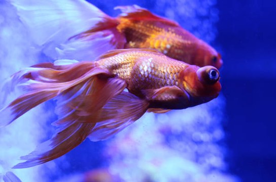 Tener peces de colores sin productos químicos