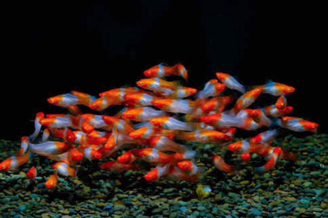Todo lo que necesitas saber sobre los micropeces