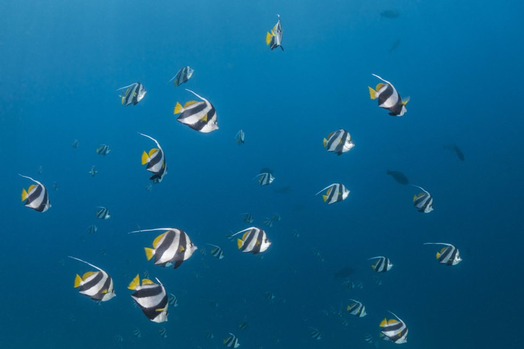 Peces marinos: todo lo que debes saber