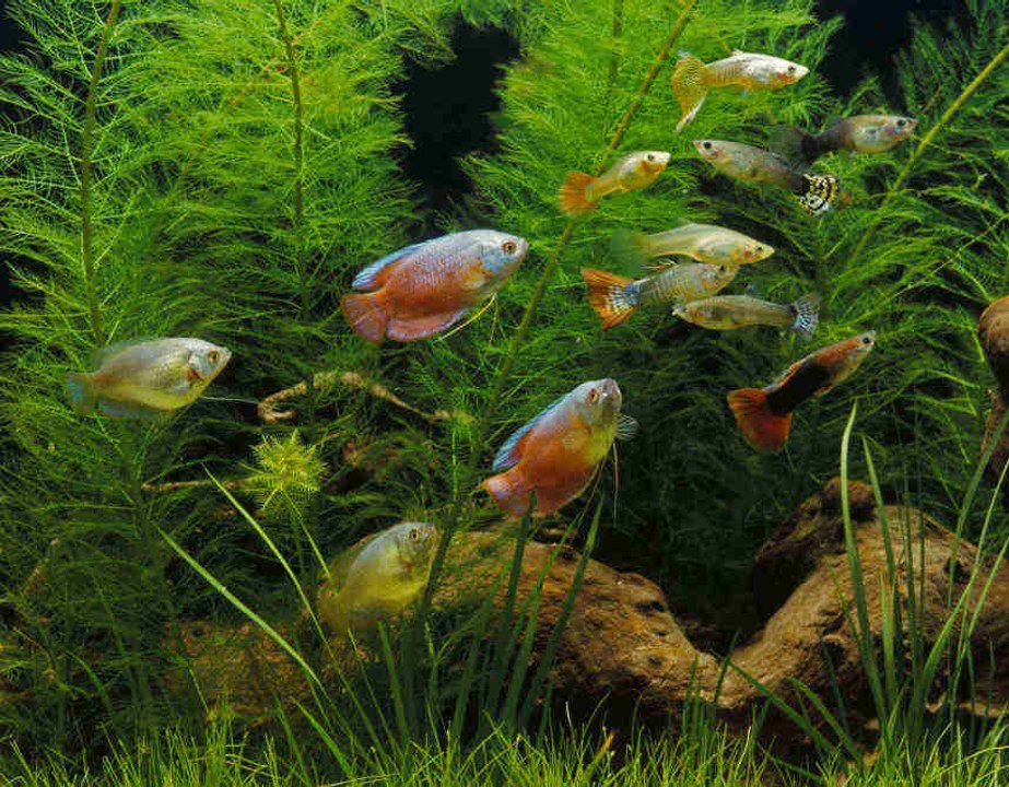 Todo lo que necesitas saber sobre los peces tropicales