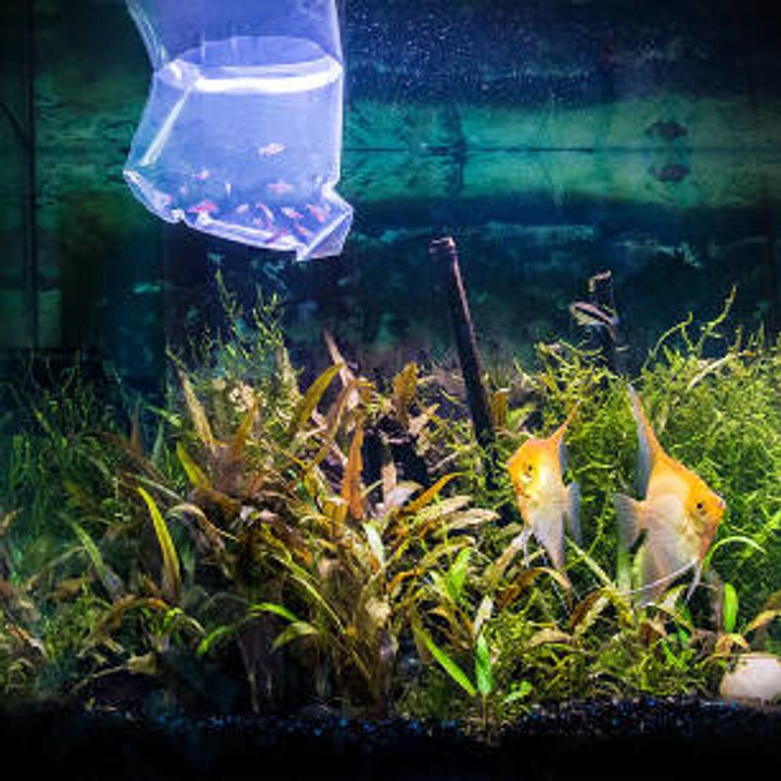 ¿Cómo incorporar nuevos peces a un acuario?
