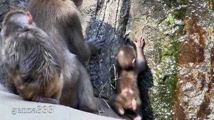 Snow Baby Monkeys Video 7 - Baby Animal Video_HD