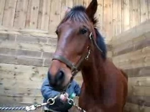 Pansage Pacha avant cours Ethologie 5_02_08