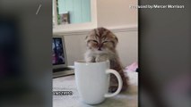 What’s New, Sleepy Cat? Footage Shows Cute Kitty Perched on Coffee Mug About to Fall Asleep!