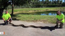 Record Breaker! 18-Foot Burmese Python Captured In Florida