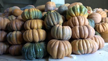 Tanesi 60 Kilograma Kadar Ulaşan Bal Kabağında Pazar Sıkıntısı