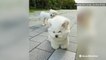 Now that's some big hair! Wind whips adorable pups hair around
