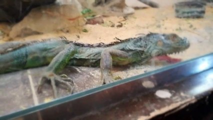 Boy Got Fascinated By Green Lizard In Zoo