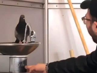 Raffiniert: Diese Taube bedient sich an einem Wasserspender