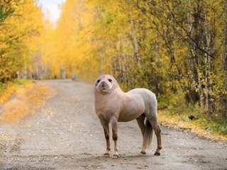 Seehund-Pony und Lama-Schwan: Das sind die skurrilsten Tierfotos