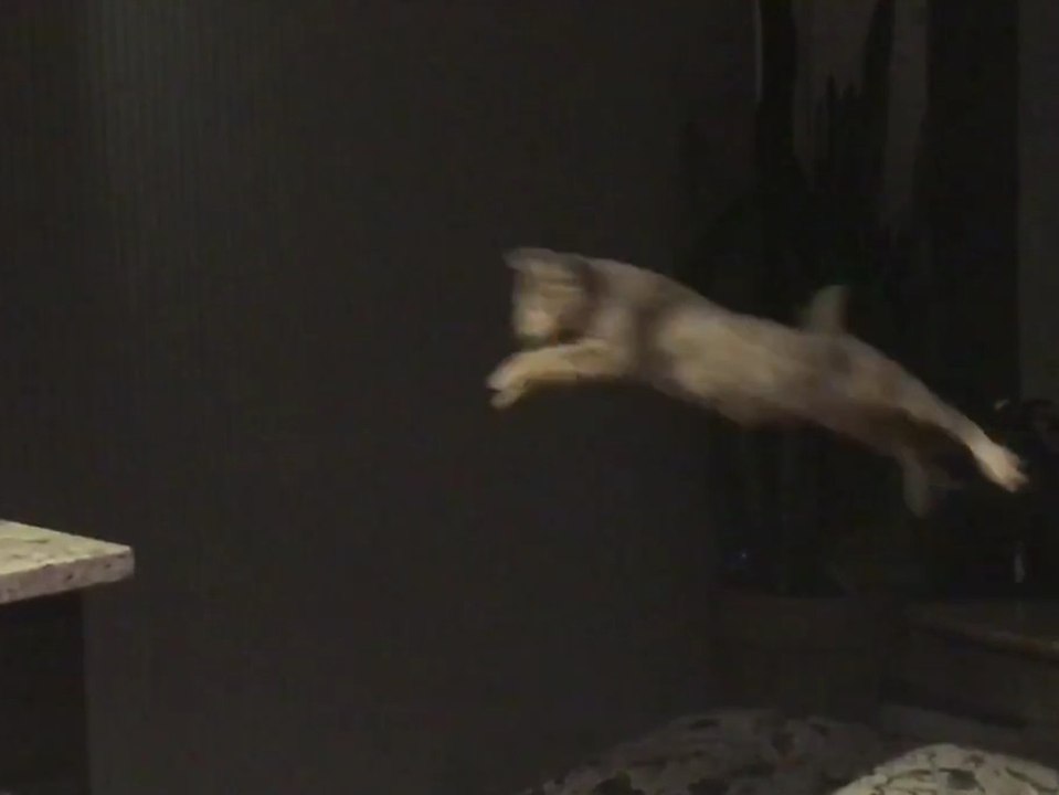 Ein Katzensprung: Savannah-Kätzchen lernt fliegen