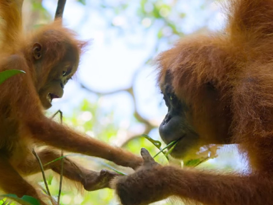 'Unser Planet' (OV): Unglaubliche Naturaufnahmen im Super-Bowl-Trailer