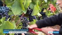 Viticulture : les vendanges pédagogiques attirent les curieux