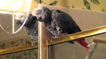 Could this parrot be the White House Whistleblower!