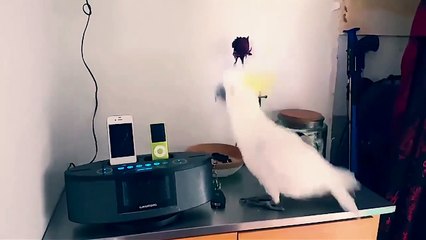 Un perroquet écoute sa musique préféré