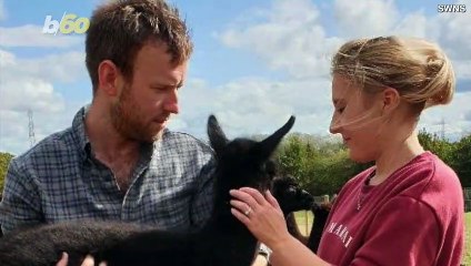 This Couple Is Trying to Make Alpacas Support Animals