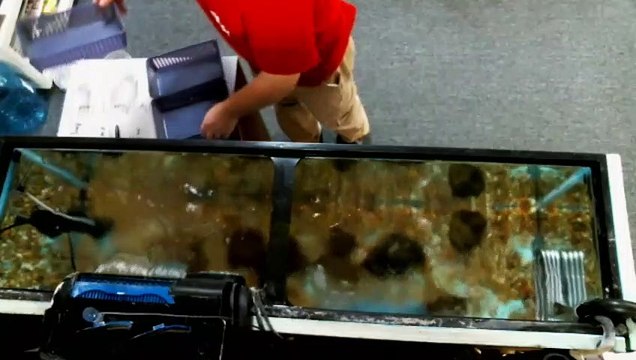 EPCAMR's Rainbow Trout Tank Placing the Redd Baskets 10/8/19