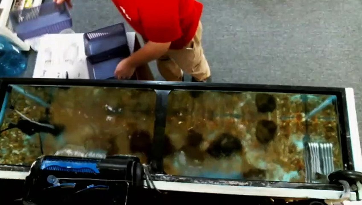 EPCAMR's Rainbow Trout Tank Placing the "Redd" Baskets 10/8/19