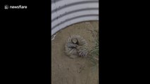 When you fall down and can't get up: injured echidna finally rights herself after falling on her back