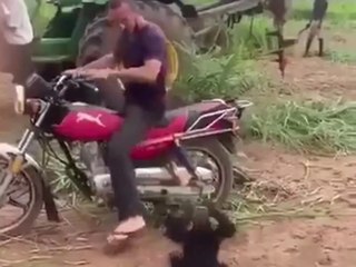 Affe will Motorrad fahren: Mit einem Trick erreicht er sein Ziel