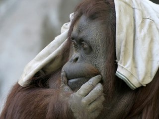 Orang-Utan-Weibchen "Sandra" darf nach 33 Jahren Einsamkeit umziehen