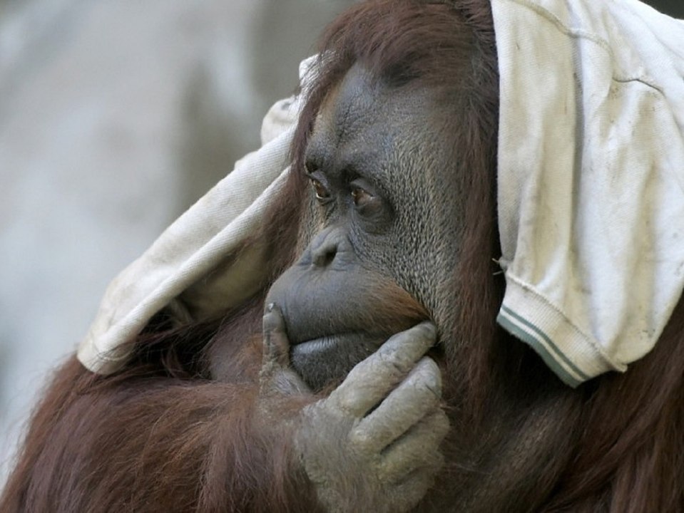 Orang-Utan-Weibchen "Sandra" darf nach 33 Jahren Einsamkeit umziehen