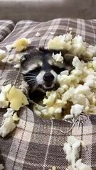 Mischievous Pet Raccoon Burrows inside Couch