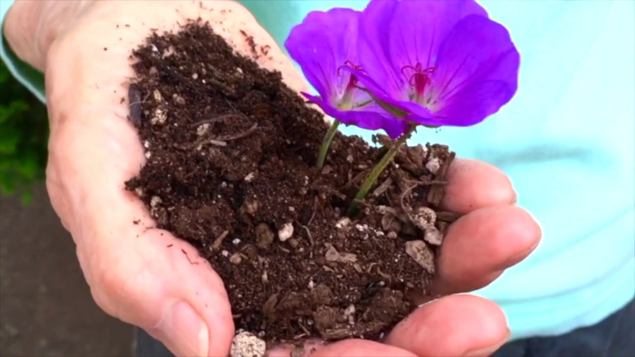 Purple Flower Magic Trick