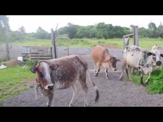 Life Imprisonment for Cow Slaughter in Gujarat