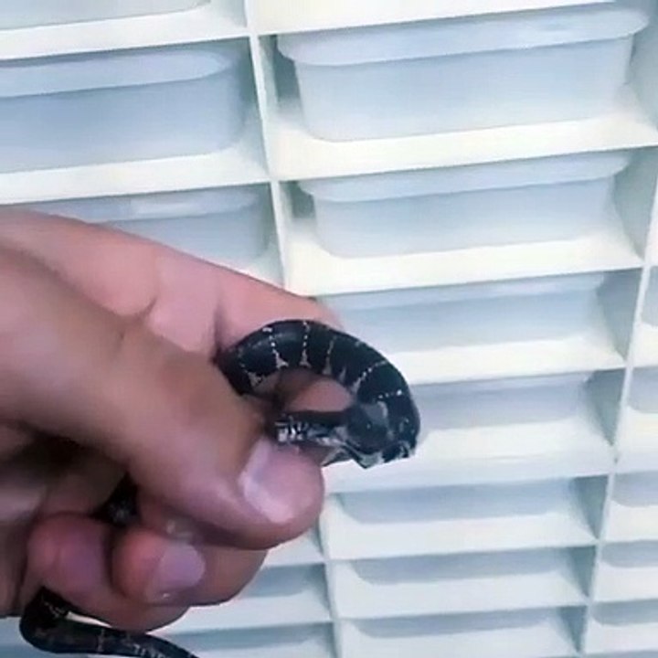 Ce serpent a 2 têtes !
