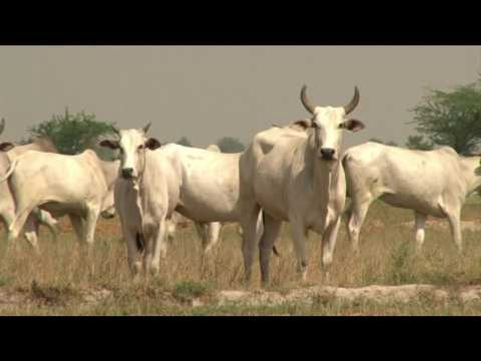 The Lost Herds