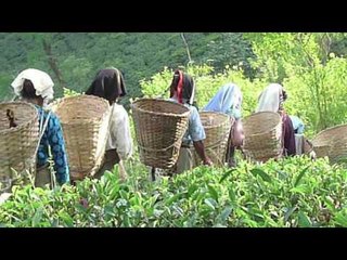 Darjeeling Tea Time Trouble