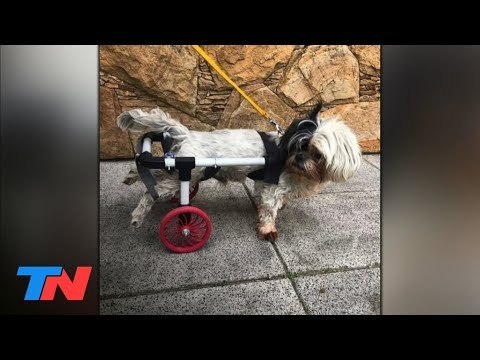 Es estudiante de ingeniería, realiza sillas de ruedas y prótesis 3D para perros