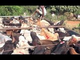 Starvation Kills 30 Cattle in AP