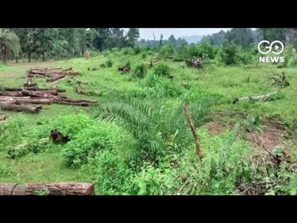 Minister's Wife Usurps Forest Land