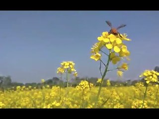 Experts Warn PM on GM Mustard