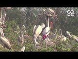 Birds vs Man in Uppalapadu