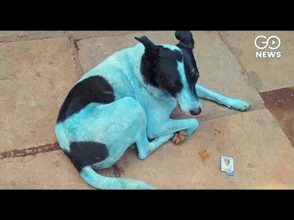 Dogs Gone Blue